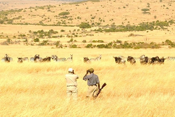 A Walk on the Wildside